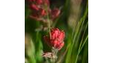 Close-up of a red wildflower surrounded by green grass and leaves with a softly blurred background