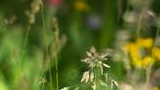 Close-up of wild grasses with blurred wildflowers and foliage in the background