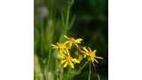 Cluster of small yellow wildflowers with slender petals growing among green grass