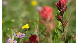 Wildflowers in a sunlit meadow with red and purple blossoms surrounded by green grass and a blurred background