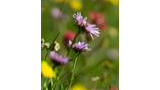 Close-up of delicate purple wildflowers among green grass and blurred yellow and red blossoms in a sunlit meadow