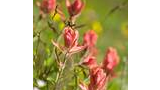 Cluster of small pink wildflowers with green stems and leaves in a sunlit meadow