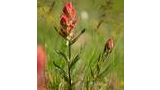 A close-up of a red wildflower growing among green grass and other plants in a sunlit meadow