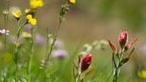 Close-up of wildflowers including yellow, purple, and red blossoms in a meadow with a softly blurred green and brown background
