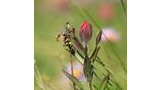 Close-up of a pinkish-red bud among green leaves with dry brown stems and blurred wildflowers in the background