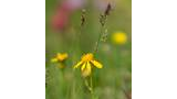 Yellow wildflower in a grassy field with blurred other flowers and grass in the background