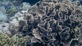 Dense coral formations with small fish swimming around on a sea floor