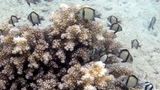 Small tropical fish swimming around a branching coral colony on the sandy ocean floor