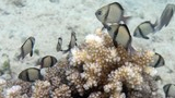 small tropical fish swimming above and around branching coral on a sandy seabed