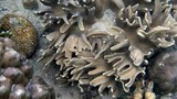 Close-up of various coral formations underwater with branching and rounded shapes in muted brown and gray tones