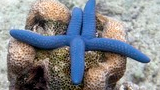 bright blue starfish resting on a piece of brown coral underwater
