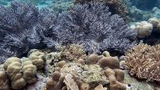 Underwater scene showing diverse coral formations in varying shapes and textures on the ocean floor