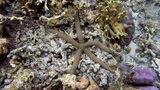 brown starfish resting on a colorful coral reef with various coral formations around