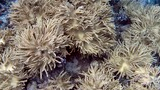Close-up of pale yellow branching coral with small black and blue fish swimming nearby on a reef