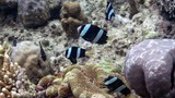 Small black and white striped fish swimming among various coral formations on a reef