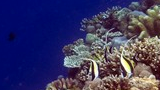 Colorful coral reef with several Moorish idol fish swimming among the coral branches in clear blue water