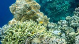 Underwater view of diverse coral formations with small colorful tropical fish swimming among them