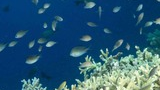 Small fish swimming above and around white coral formations in clear blue water
