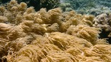 Close-up view of tan-colored soft corals waving gently underwater among other coral formations