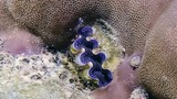 Close-up of a purple and white giant clam nestled among textured coral and marine life on a reef