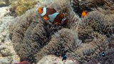 Colorful clownfish swimming among the tentacles of a sea anemone on a coral reef