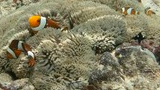 Four clownfish swimming among tentacles of a sea anemone on a coral reef
