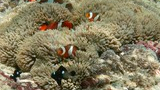 Several clownfish swimming among the tentacles of a large sea anemone on a coral reef