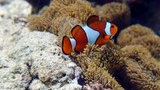 orange and white clownfish among tan-colored sea anemone tentacles on a coral reef
