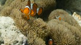 three orange and white clownfish swimming among large, beige sea anemones on a rocky coral reef