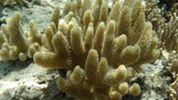 Close-up of brown coral with finger-like branches under clear water on a rocky seabed