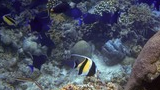Colorful tropical fish swimming around a diverse coral reef underwater