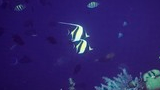Colorful tropical fish swimming above coral and underwater vegetation in a deep blue ocean environment