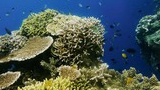 Dense and diverse coral formations with small tropical fish swimming around in clear blue water