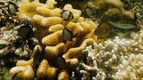 Yellow and white coral formations with several small dark tropical fish swimming around them