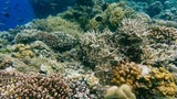 Underwater coral reef densely covered with various colorful corals and small tropical fish swimming around