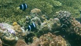 Coral reef with various types of coral formations and several black and white striped fish swimming among them