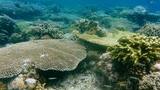 Underwater view of diverse coral formations with small tropical fish swimming around