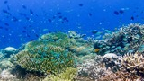 Colorful coral reef teeming with a variety of small tropical fish swimming in clear blue water