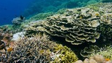 Dense and diverse coral reef underwater with various shapes and shades of coral formations and small fish swimming around