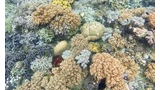 Diverse and colorful coral reef with various types of coral formations underwater