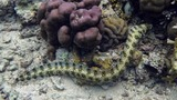 A patterned moray eel with black and yellow spots swimming over a coral reef with various brown and beige corals
