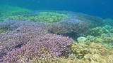 Colorful coral reef underwater with various coral formations and small tropical fish swimming around