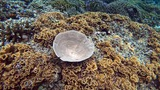 A variety of brown and purple coral formations covering the ocean floor with a large, pale, circular coral in the center