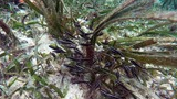 Small black and white striped fish swimming among underwater green seagrass on a sandy ocean floor