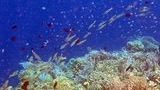 Colorful coral reef with various small fish swimming above in clear blue water