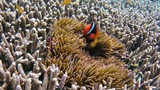 Colorful clownfish swimming among anemone and branching coral in clear tropical water