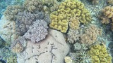 Close-up of a colorful coral reef featuring various coral types and intricate textures