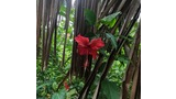 Red hibiscus flower blooming among green leaves and brown dried palm fronds