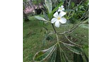 White plumeria flowers with green leaves on a small tree in a grassy yard near buildings