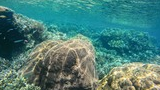 Underwater view showing diverse coral formations and small fish swimming in clear blue water